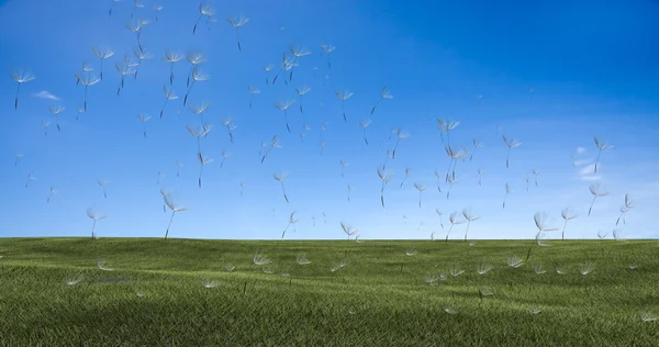 Löwenzahn mit Samen, die im Wind über einen klaren Himmel wehen — Stockfoto