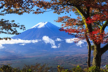 Mt. Fuji Japonya Sonbahar sezonu güzel bir sarı renk ile