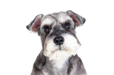 Minyatür schnauzer beyaz arka plan ile izole