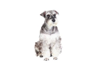 Minyatür schnauzer beyaz arka plan ile izole