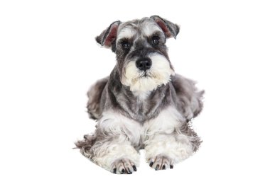 Minyatür schnauzer beyaz arka plan ile izole