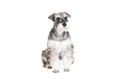 Minyatür schnauzer beyaz arka plan ile izole