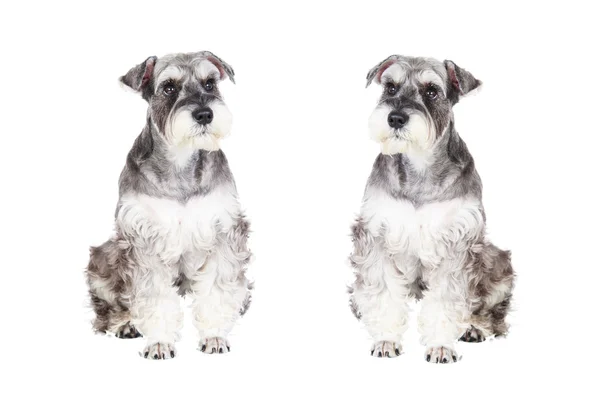 Schnauzer em miniatura isolado com fundo branco — Fotografia de Stock