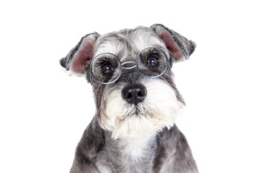 Minyatür schnauzer beyaz arkaplan ile izole