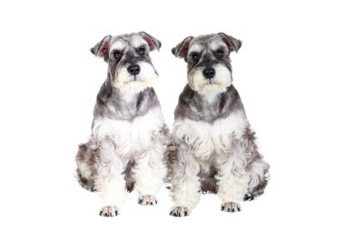 Minyatür schnauzer beyaz arkaplan ile izole
