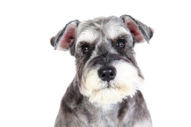 Minyatür schnauzer beyaz arkaplan ile izole
