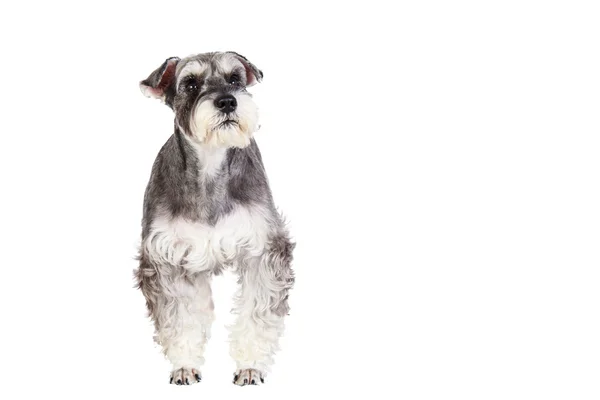 Schnauzer ขนาดเล็กที่แยกจากพื้นหลังสีขาว — ภาพถ่ายสต็อก