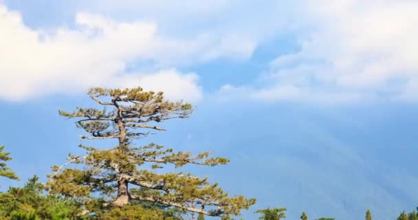 Landskap i Fushoushan gård i Taiwan, morgon med en solig dag — Stockvideo