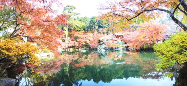 Recai-ji Tapınağı renkli akçaağaç Güz, Kyoto, Capa ile