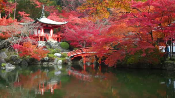 Храм Дайго-дзи с красочными кленовыми деревьями осенью, Киото, Япония — стоковое видео