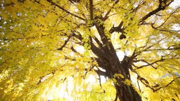 Temporada de otoño del templo Nishi Honganji en Kyoto — Vídeos de Stock