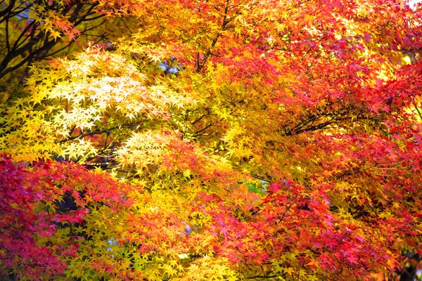 Kyoto, japan - 16. nov 2013: ein pavillon in jingo-ji, japan. Jein. — Stockfoto