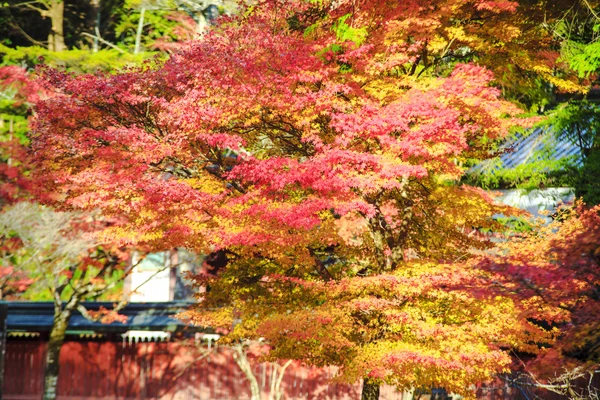 Kyoto, Japonia - 16 listopada 2013: Pawilon w Jingo-ji, Japonia. Jing — Zdjęcie stockowe