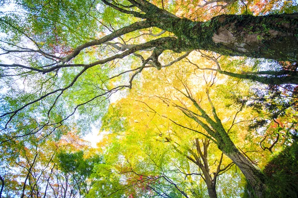 Kyoto, JAPÃO - 16 de novembro de 2013: Um pavilhão em Jingo-ji, Japão. Jing... — Fotografia de Stock