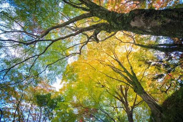 Kyoto, JAPÃO - 16 de novembro de 2013: Um pavilhão em Jingo-ji, Japão. Jing... — Fotografia de Stock