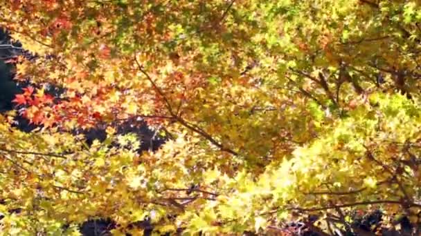 Paviljoen bij Jingo-ji, Japan. Jingo-ji, Japan is een van de meest natuurlijke recreatiegebieden naar Kyoto — Stockvideo