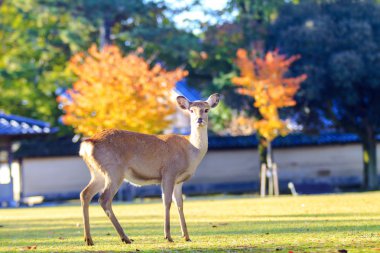 Nara city, Japonya ile güzel yellowred renk sezon sonbahar
