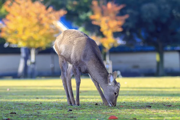 Herbstsaison der nara-stadt, japan mit schöner gelbroter farbe — Stockfoto