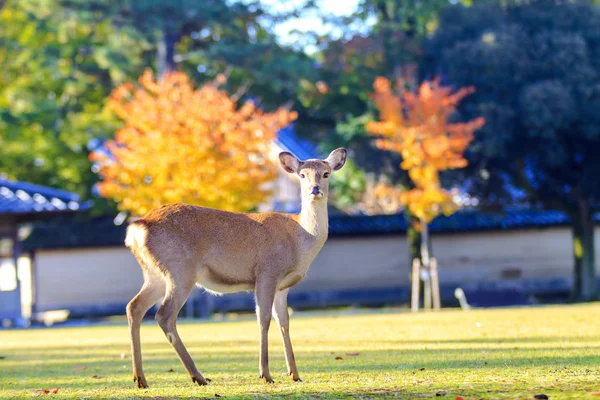 Saison d'automne de la ville de Nara, Japon avec une belle couleur jaune — Photo