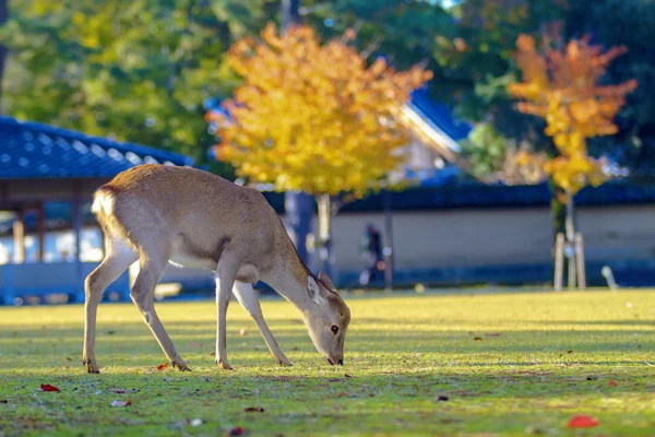 Nara city, Japonya ile güzel yellowred renk sezon sonbahar — Stok fotoğraf