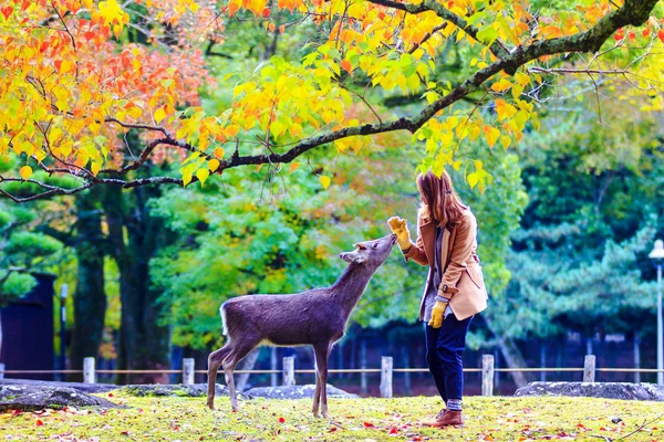 Herbstsaison der nara-stadt, japan mit schöner gelbroter farbe — Stockfoto