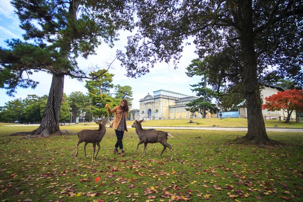 Fall season of Nara city, Japan with nice yellowred color — Stock Photo, Image
