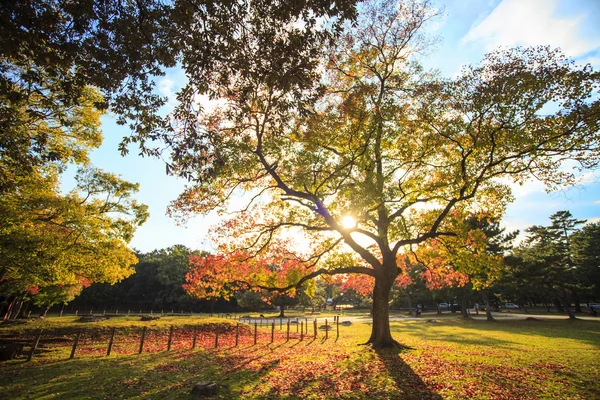 Herbstsaison von Nara mit schöner Ahornfarbe — Stockfoto