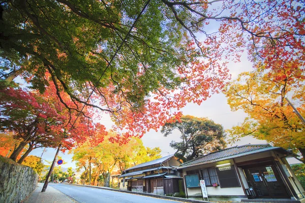 Nara sonbahar sezonunun güzel akçaağaç rengi ile — Stok fotoğraf