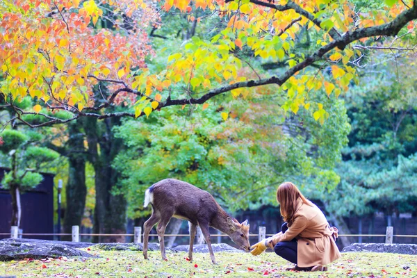 Herbstsaison von Nara mit schöner Ahornfarbe — Stockfoto