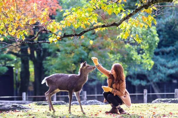 Η εποχή πτώσης της Nara με maple ωραίο χρώμα — Φωτογραφία Αρχείου