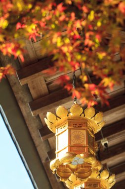 Japonya'da sonbahar renk, güzel sonbahar yaprakları