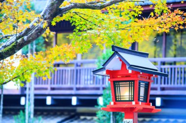 Japonya'da sonbahar renk, güzel sonbahar yaprakları