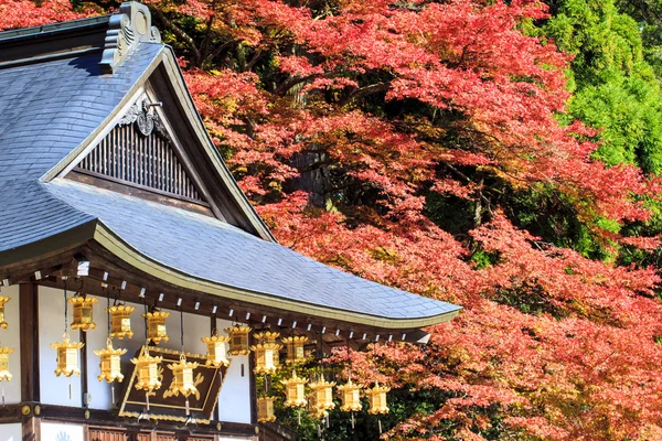 Colori autunnali in Giappone, Belle foglie autunnali — Foto Stock