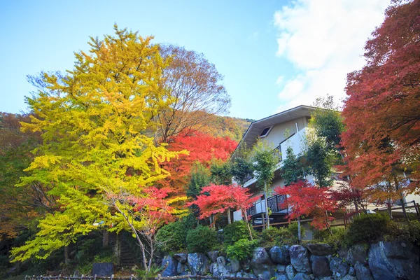 Japonya'da sonbahar renk, güzel sonbahar yaprakları — Stok fotoğraf