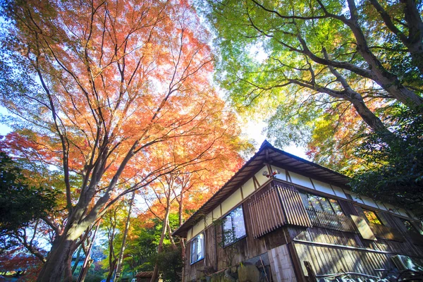Colores de otoño en Japón, Hermosas hojas de otoño —  Fotos de Stock
