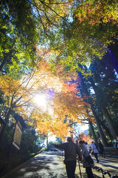 日本の紅葉、美しい紅葉 — ストック写真