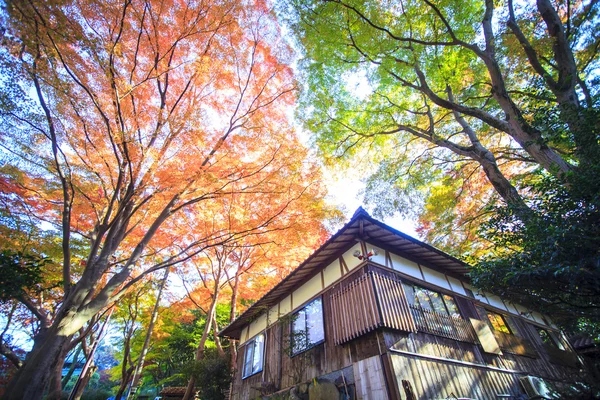 Podzimní barvy v Japonsku, krásné podzimní listí — Stock fotografie