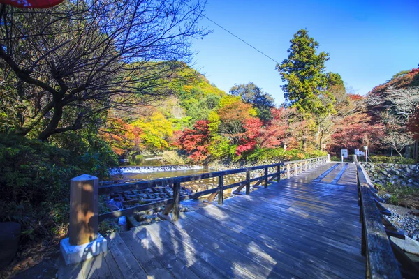 Japonya'da sonbahar renk, güzel sonbahar yaprakları — Stok fotoğraf