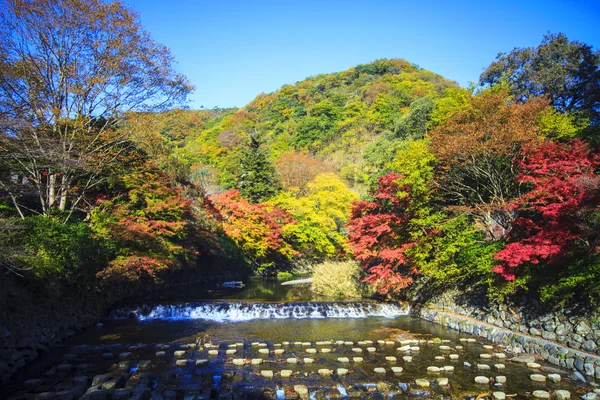 Autumn Colors in Japan, Beautiful autumn leaves — Stock Photo, Image