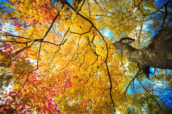 Autumn Colors in Japan, Beautiful autumn leaves — Stock Photo, Image