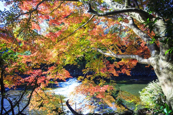 Couleurs d'automne au Japon, Belles feuilles d'automne — Photo