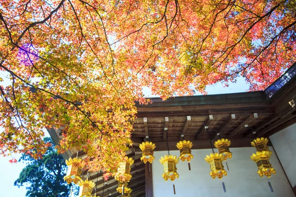 Höst färger i Japan, vackra höstlöv — Stockfoto