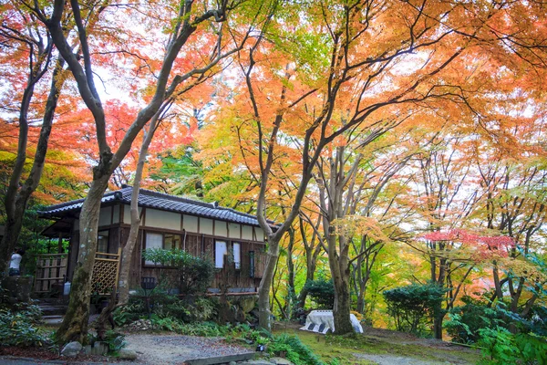 Couleurs d'automne au Japon, Belles feuilles d'automne — Photo