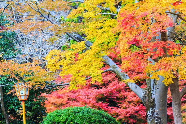 Осенние цвета в Японии, красивые осенние листья — стоковое фото