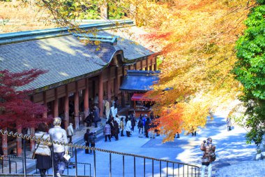 Japonya'da sonbahar renk, güzel sonbahar yaprakları
