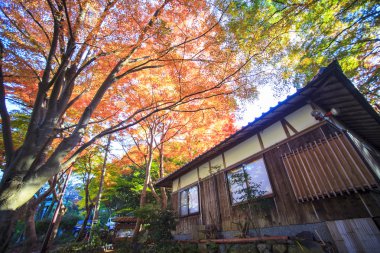Japonya'da sonbahar renk, güzel sonbahar yaprakları