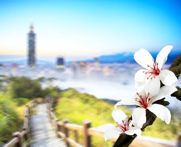 Tung flower Blossom dring vårsäsongen med fin färg — Stockfoto