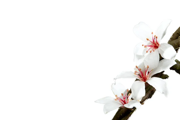 Tung çiçek Blossom dring bahar mevsimi ile güzel bir renk — Stok fotoğraf