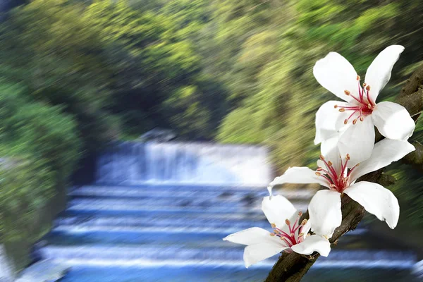 Tung Blume Blume trocknet die Frühlingssaison mit schöner Farbe — Stockfoto
