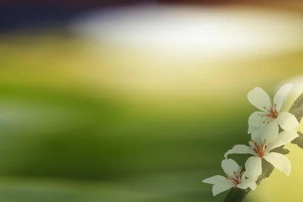 Tung Blossom met mooie achtergrondkleur — Stockfoto